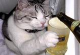 cat cats animal animals beer beers alcohol alcohols drinkin drinking