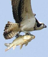 Bird Catches Fish