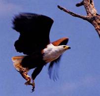 http://www.wildlifesafari.info/images/birds/eagle_african-fish.jpg
