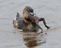 A pied-billed grebe swims with a bullfrog in its mouth